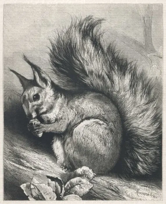 Framed Print : Red Squirrel 1879 Framed Print : Red Squirrel 1879