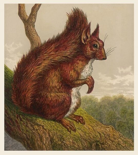 Red Squirrel 19C