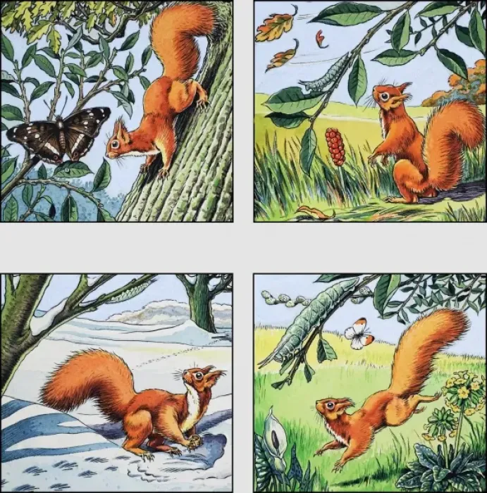 Framed Print : Red Squirrel Framed Print : Red Squirrel