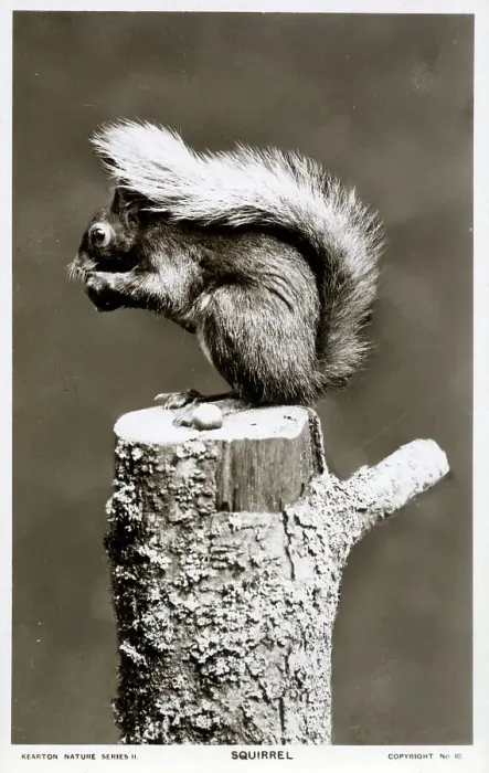 Framed Print : Red Squirrel eating a nut on a tree stump Framed Print : Red Squirrel eating a nut on a tree stump