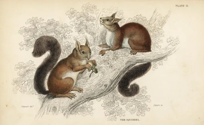 Framed Print : Red squirrel, Sciurus vulgaris Framed Print : Red squirrel, Sciurus vulgaris