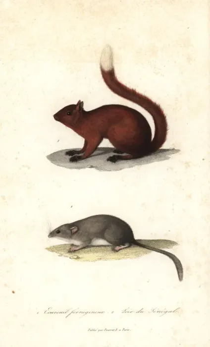 Framed Print : Red squirrel and Senegal dormouse