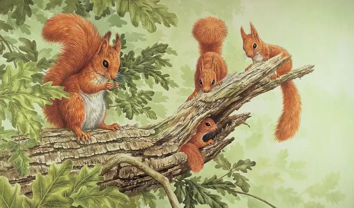 Framed Print : Red Squirrels Framed Print : Red Squirrels