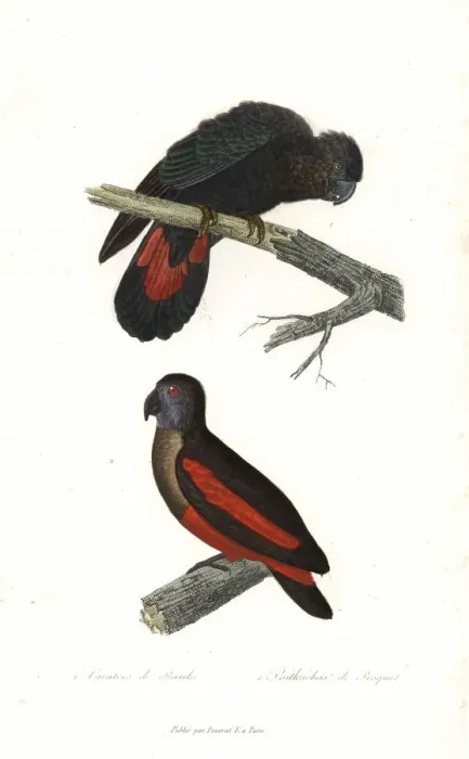 Framed Print : Red-tailed black cockatoo and Pesquets parrot Framed Print : Red-tailed black cockatoo and Pesquets parrot