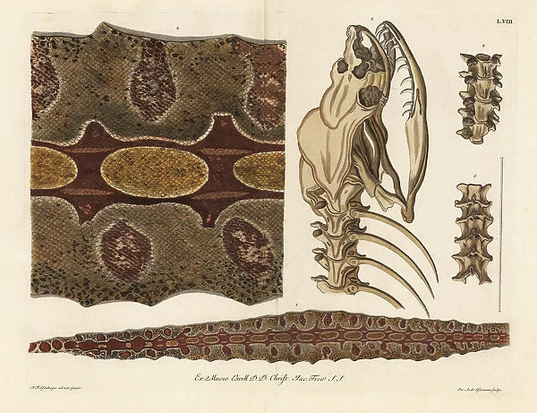 Red-tailed boa skin, skeleton and spine