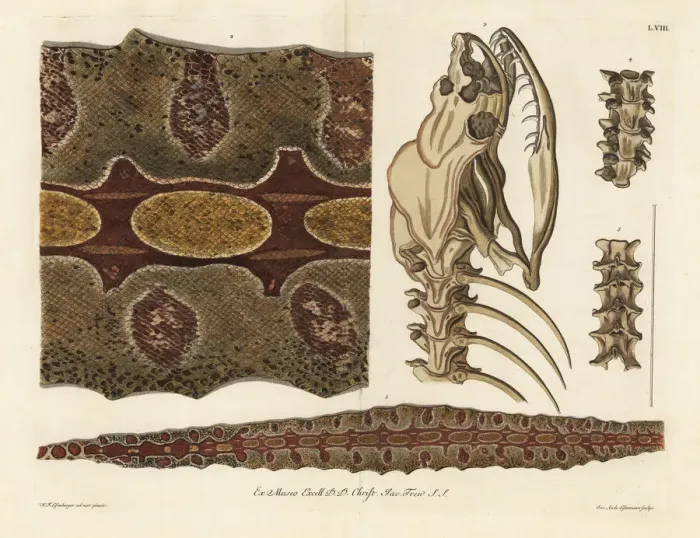 Framed Print : Red-tailed boa skin, skeleton and spine Framed Print : Red-tailed boa skin, skeleton and spine