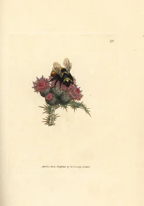Framed Print : Red-tailed bumblebee, Bombus lapidarius Framed Print : Red-tailed bumblebee, Bombus lapidarius
