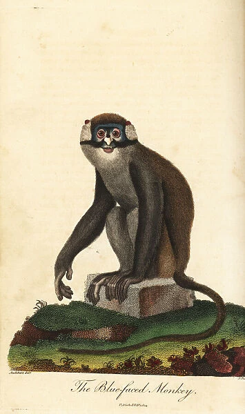 Red-tailed monkey, Cercopithecus ascanius