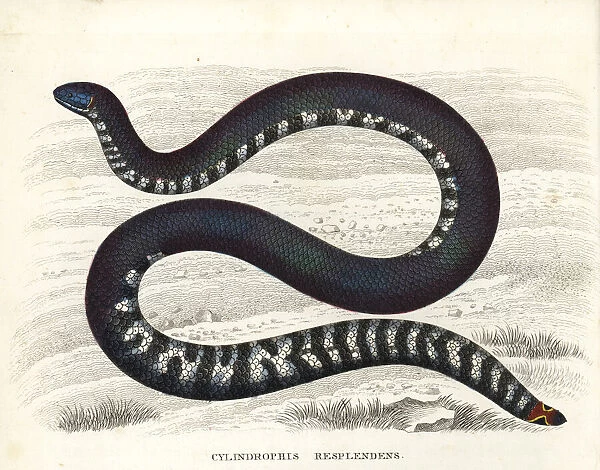 Red-tailed pipe snake, Cylindrophis ruffus