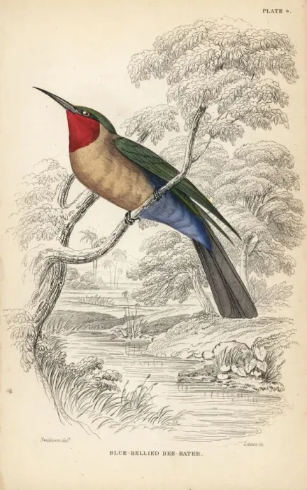 Framed Print : Red-throated bee-eater, Merops bulocki Framed Print : Red-throated bee-eater, Merops bulocki
