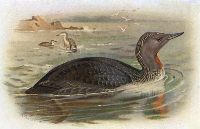 Framed Print : Red-throated Diver (Gavia stellata) Framed Print : Red-throated Diver (Gavia stellata)