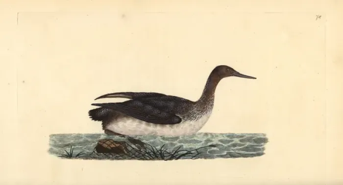 Framed Print : Red-throated loon or diver, Gavia stellata Framed Print : Red-throated loon or diver, Gavia stellata