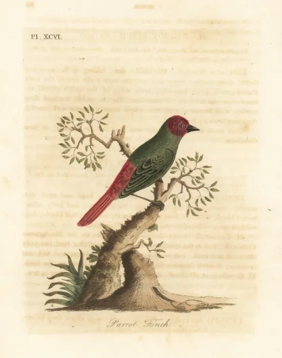 Framed Print : Red-throated parrotfinch, Erythrura psittacea Framed Print : Red-throated parrotfinch, Erythrura psittacea