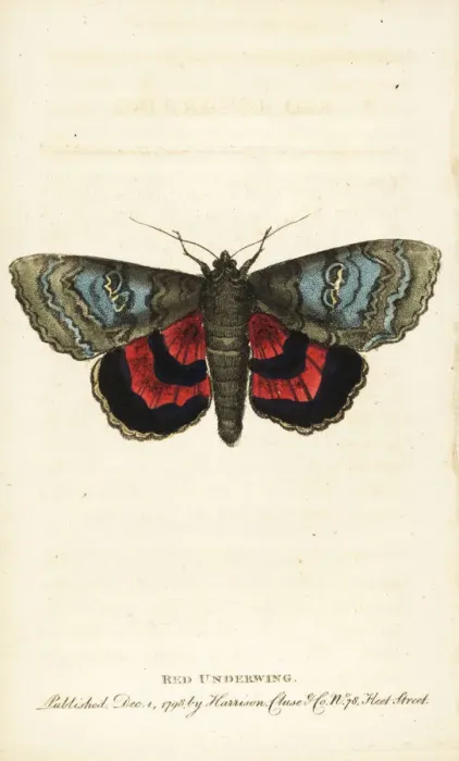 Framed Print : Red underwing, Catocala nupta Framed Print : Red underwing, Catocala nupta
