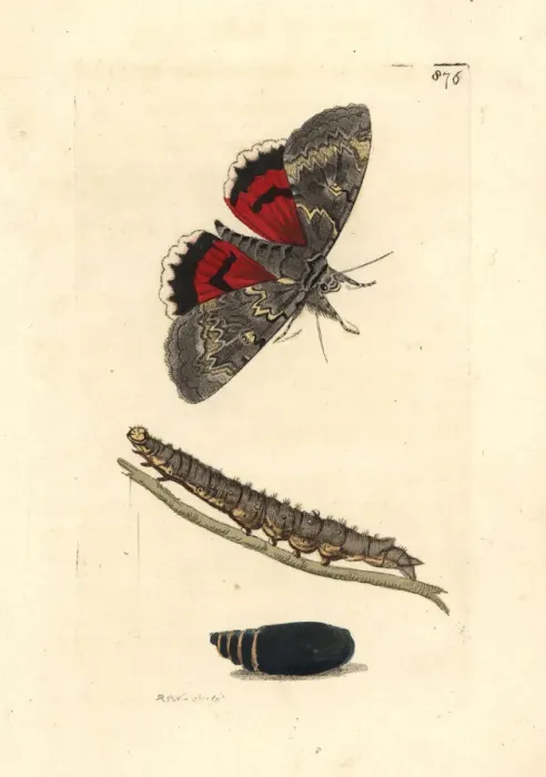 Framed Print : Red underwing moth, Catocala nupta Framed Print : Red underwing moth, Catocala nupta
