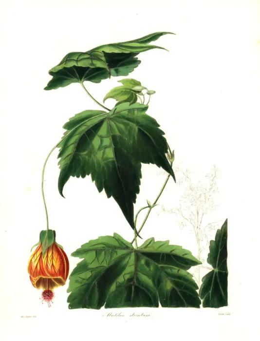 Framed Print : Red vein Indian mallow, Abutilon pictum Framed Print : Red vein Indian mallow, Abutilon pictum
