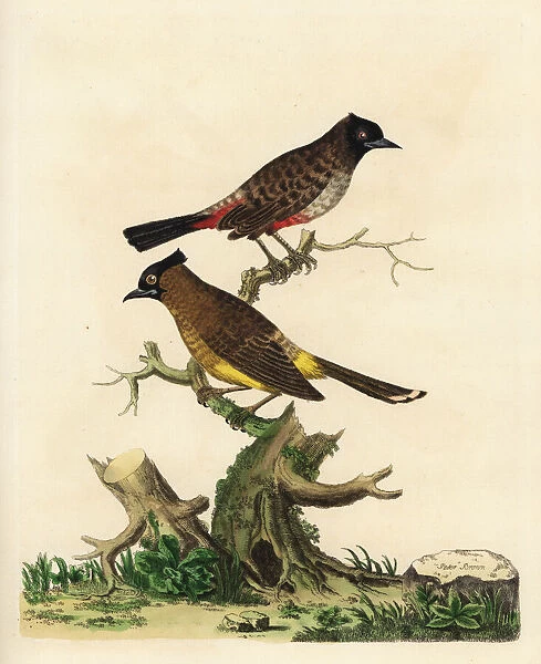 Red-vented bulbul and white-spectacled bulbul