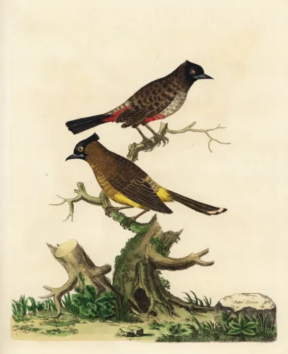 Framed Print : Red-vented bulbul and white-spectacled bulbul Framed Print : Red-vented bulbul and white-spectacled bulbul