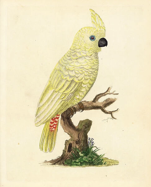 Red-vented cockatoo, Cacatua haematuropygia