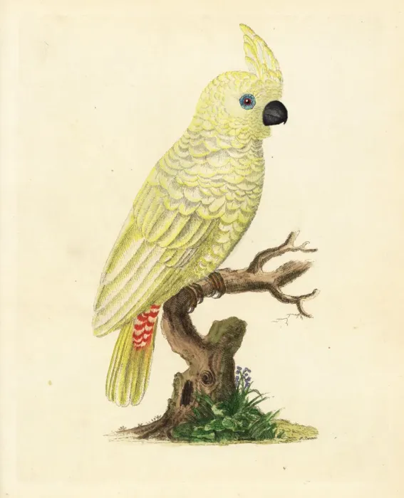 Framed Print : Red-vented cockatoo, Cacatua haematuropygia Framed Print : Red-vented cockatoo, Cacatua haematuropygia