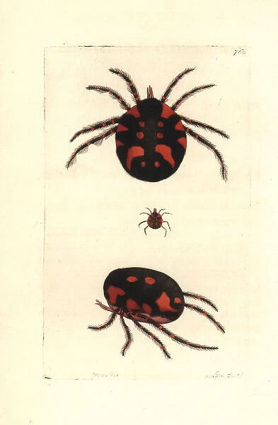 Red water mite, Hydrachna geographica