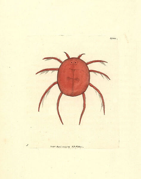 Red water spider or scarlet hydrachna, Hydrachna coccinea