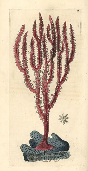 Red-whip coral, Ellisella ceratophyta