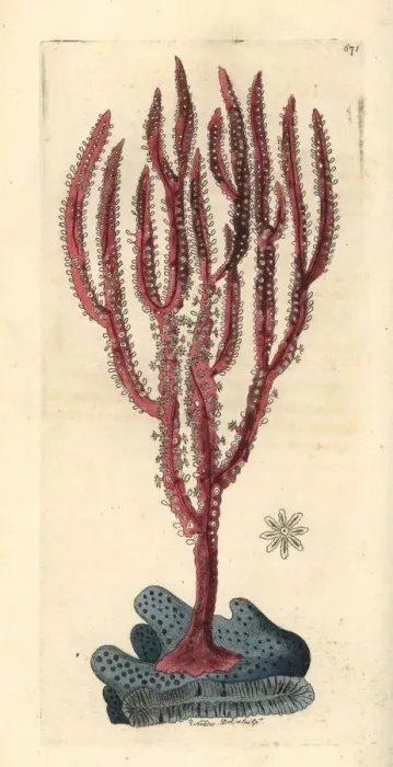 Framed Print : Red-whip coral, Ellisella ceratophyta
