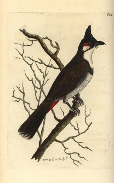 Framed Print : Red-whiskered bulbul, Pycnonotus jocosus Framed Print : Red-whiskered bulbul, Pycnonotus jocosus