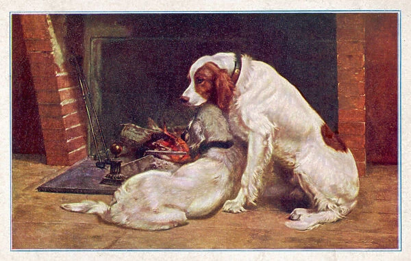 Two Red & White Setters
