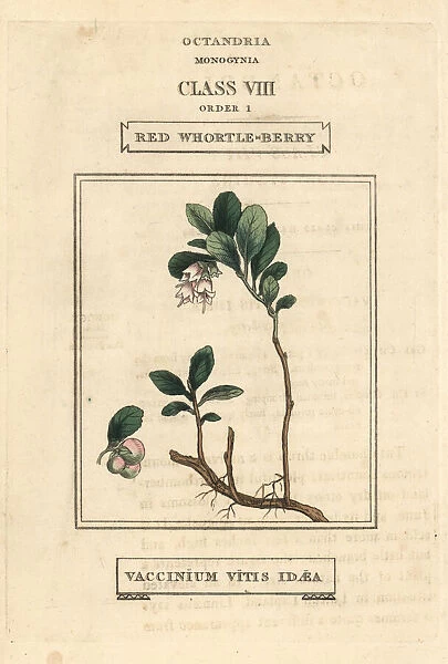 Red whortle-berry, Vaccinium vitis-idaea