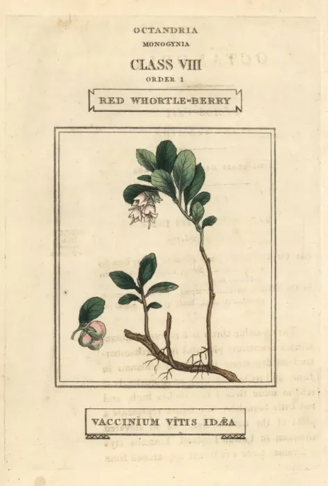 Framed Print : Red whortle-berry, Vaccinium vitis-idaea Framed Print : Red whortle-berry, Vaccinium vitis-idaea