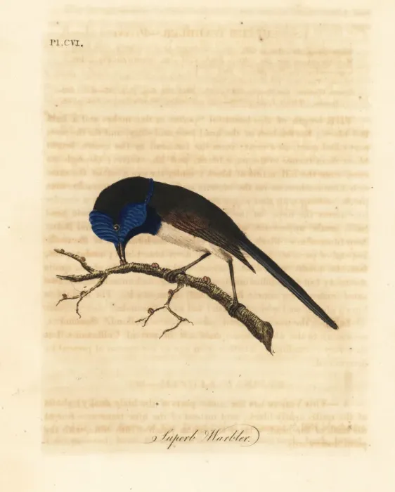 Framed Print : Red-winged fairywren, Malurus elegans Framed Print : Red-winged fairywren, Malurus elegans