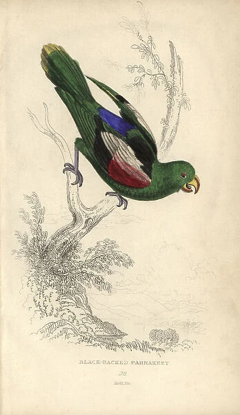 Red-winged parrot, Aprosmictus erythropterus