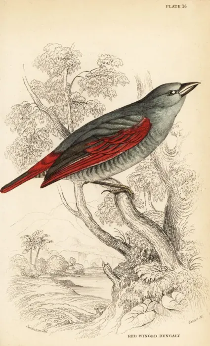 Framed Print : Red-winged pytilia, Pytilia phoenicoptera Framed Print : Red-winged pytilia, Pytilia phoenicoptera