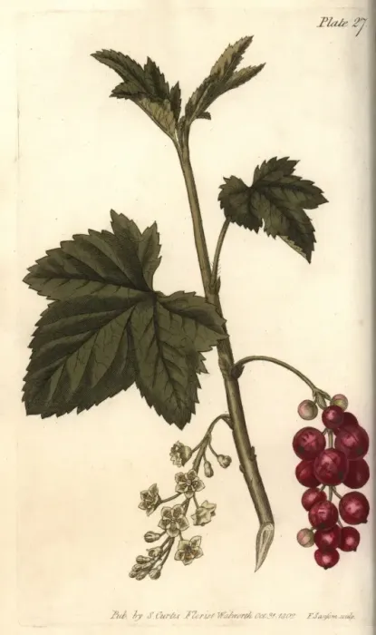 Framed Print : Redcurrant, Ribes rubrum Framed Print : Redcurrant, Ribes rubrum