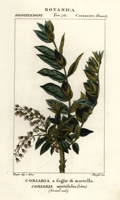 Framed Print : Redoul tree, Coriaria myrtifolia Framed Print : Redoul tree, Coriaria myrtifolia