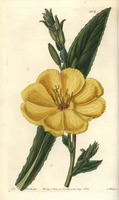 Framed Print : Redsepal evening primrose, Oenothera glazioviana Framed Print : Redsepal evening primrose, Oenothera glazioviana