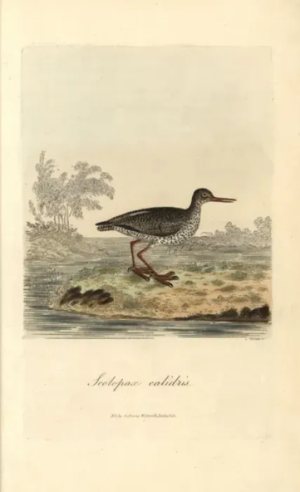 Framed Print : Redshank, Tringa totanus Framed Print : Redshank, Tringa totanus