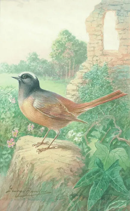 Framed Print : Redstart by George Rankin Framed Print : Redstart by George Rankin
