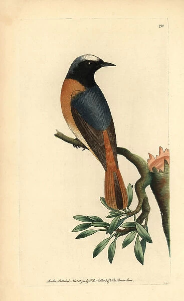 Redstart, Phoenicurus phoenicurus