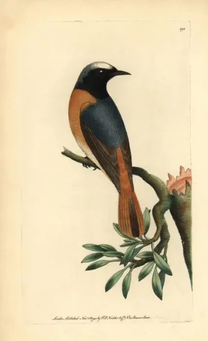 Framed Print : Redstart, Phoenicurus phoenicurus Framed Print : Redstart, Phoenicurus phoenicurus