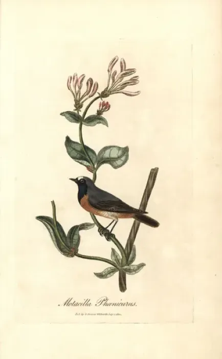 Framed Print : Redstart, Phoenicurus phoenicurus on a honeysuckle Framed Print : Redstart, Phoenicurus phoenicurus on a honeysuckle