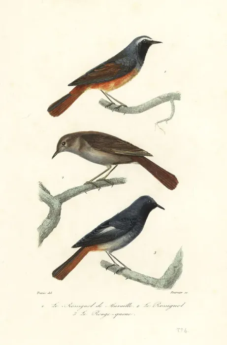 Framed Print : Redstart, thrush nightingale and black redstart Framed Print : Redstart, thrush nightingale and black redstart