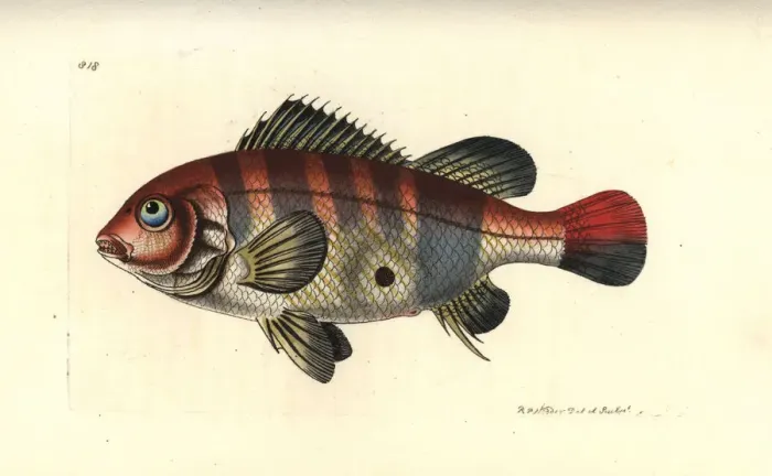 Framed Print : Redstriped eartheater, Geophagus surinamensis Framed Print : Redstriped eartheater, Geophagus surinamensis