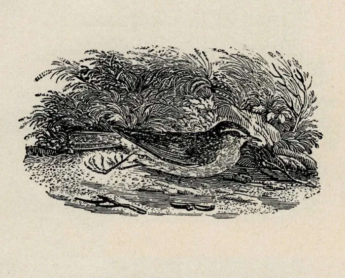 Framed Print : Redwing. Artist: Thomas Bewick Framed Print : Redwing. Artist: Thomas Bewick