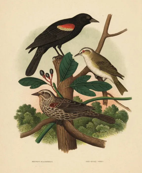Framed Print : Redwing blackbird and red-eyed vireo Framed Print : Redwing blackbird and red-eyed vireo