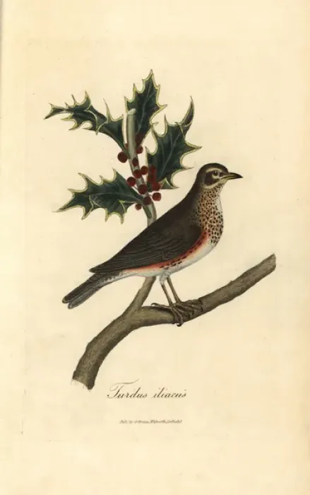 Framed Print : Redwing, Turdus iliacus perched on a holly Framed Print : Redwing, Turdus iliacus perched on a holly