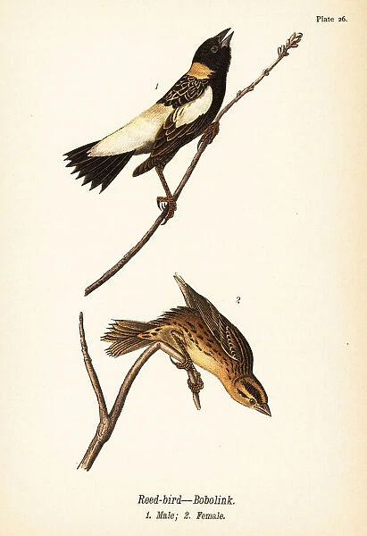 Reed-bird or bobolink, Dolichonyx oryzivorus