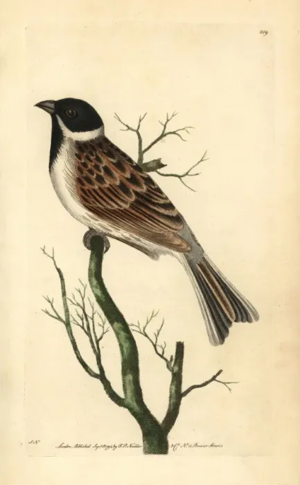 Framed Print : Reed bunting, Emberiza schoeniclus Framed Print : Reed bunting, Emberiza schoeniclus